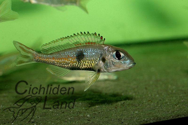 Callochromis pleurospilus 'Ujiji'